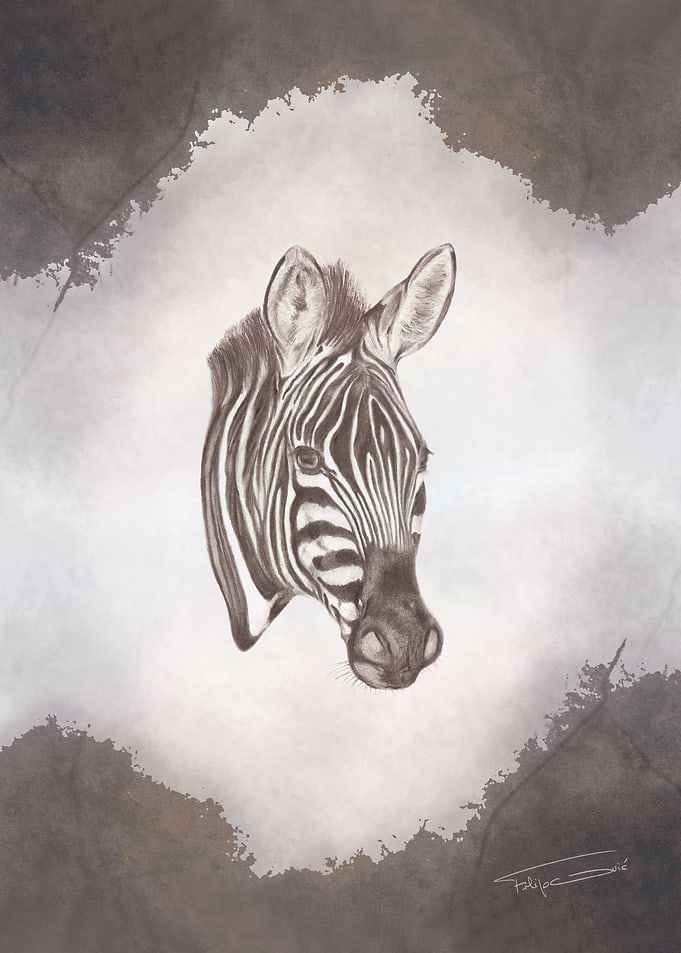 Serengeti - Zebra