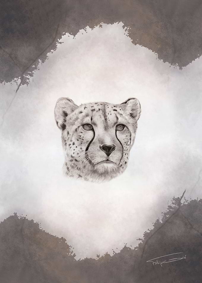Serengeti - Cheetah
