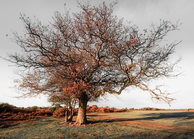 Tree