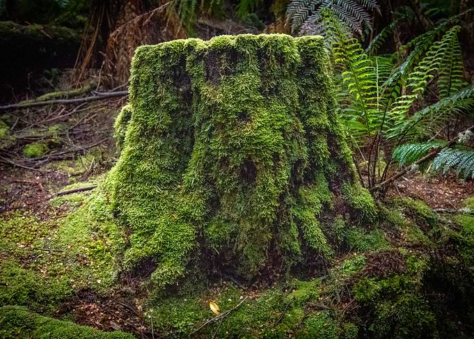 Mossy Stump