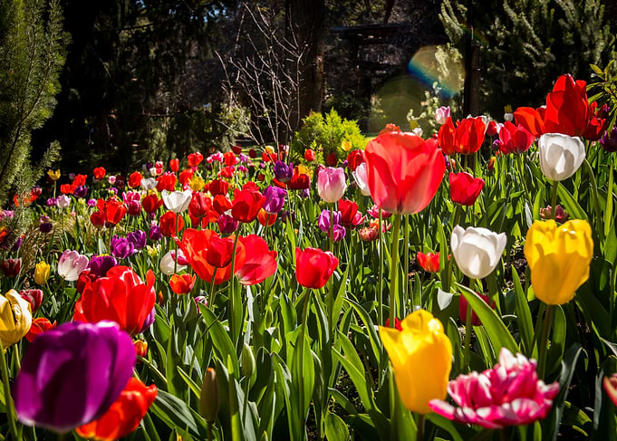 Tulip Field