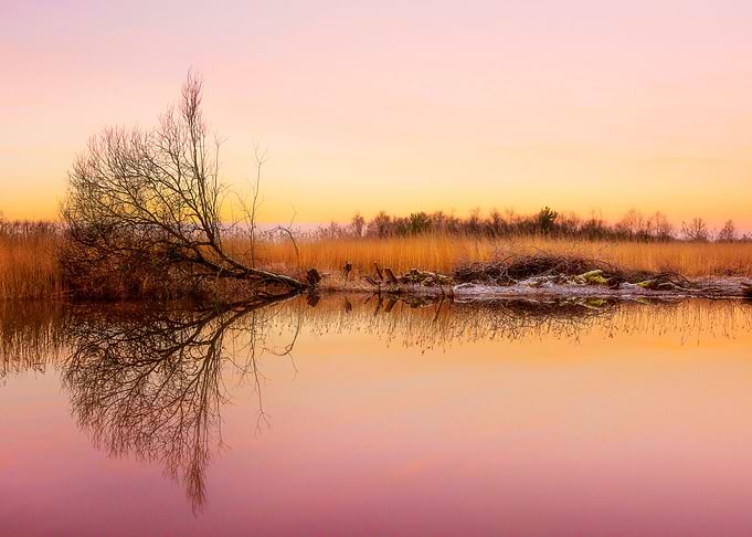 Fallen Tree