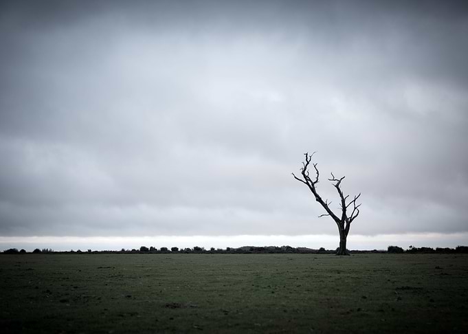 Lonely Tree