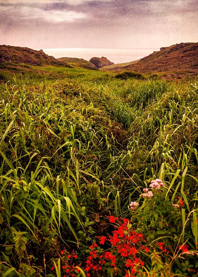 Grass and Heather