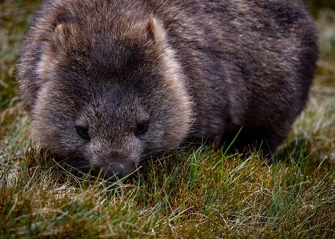 Wombat eating grass in Tas