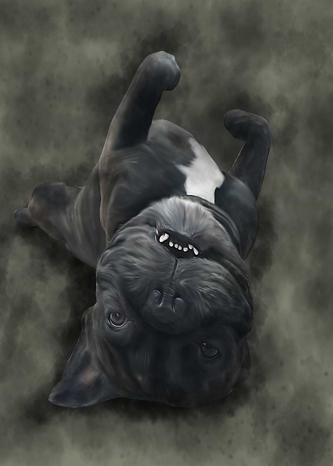 dog sleep
