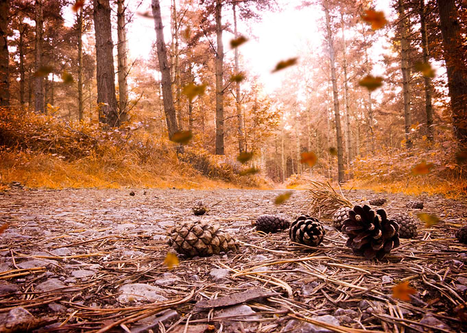 Autumn Fall