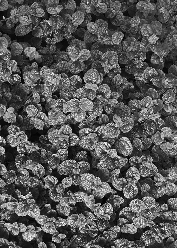 Leaves Black and White