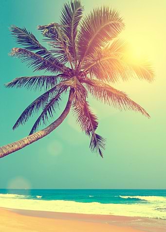Palm Tree in Sri Lanka