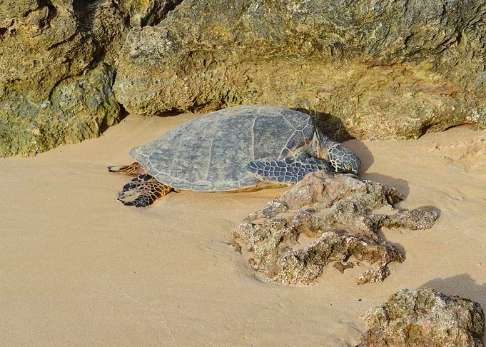 Sleeping Turtle