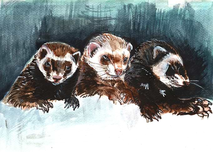 Three Sleepy Ferrets