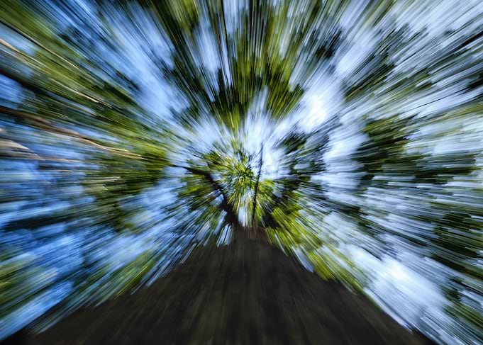 Through The Trees