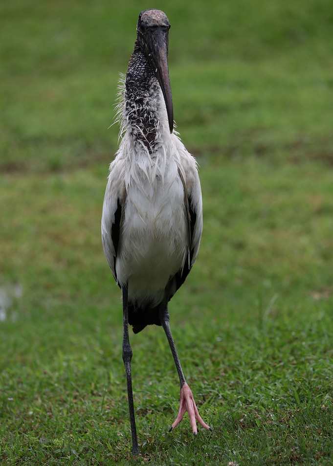 The Wood Stork