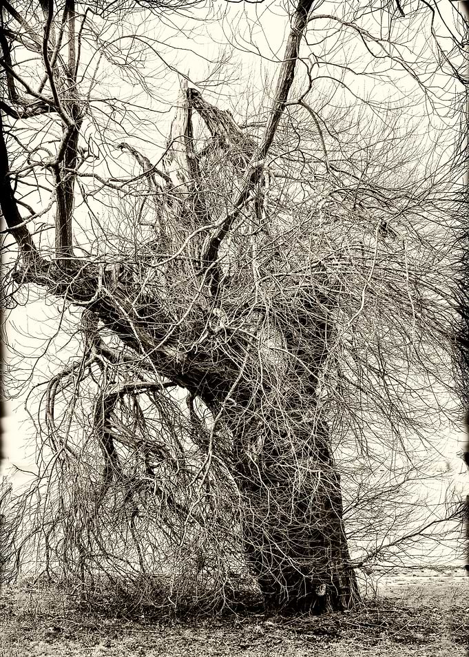 Old wild tree