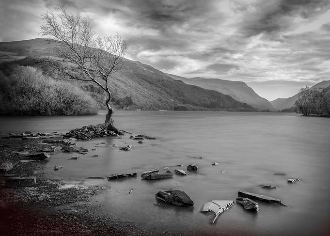 The Lone Tree