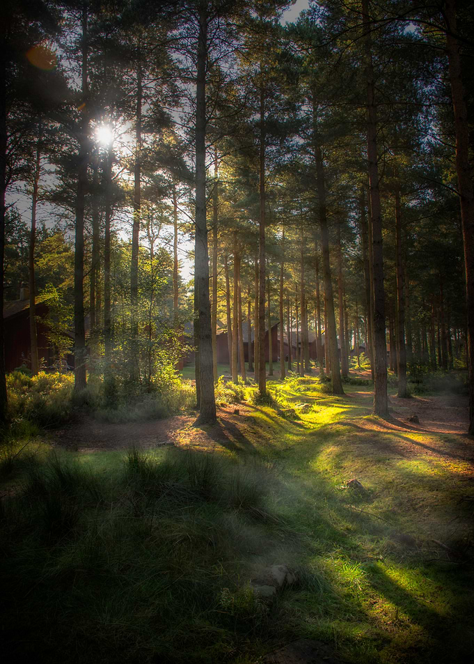 Mystic Forest