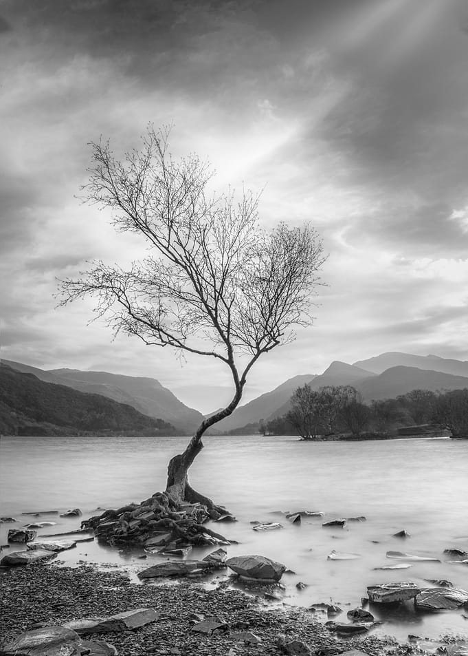 The Lone Tree