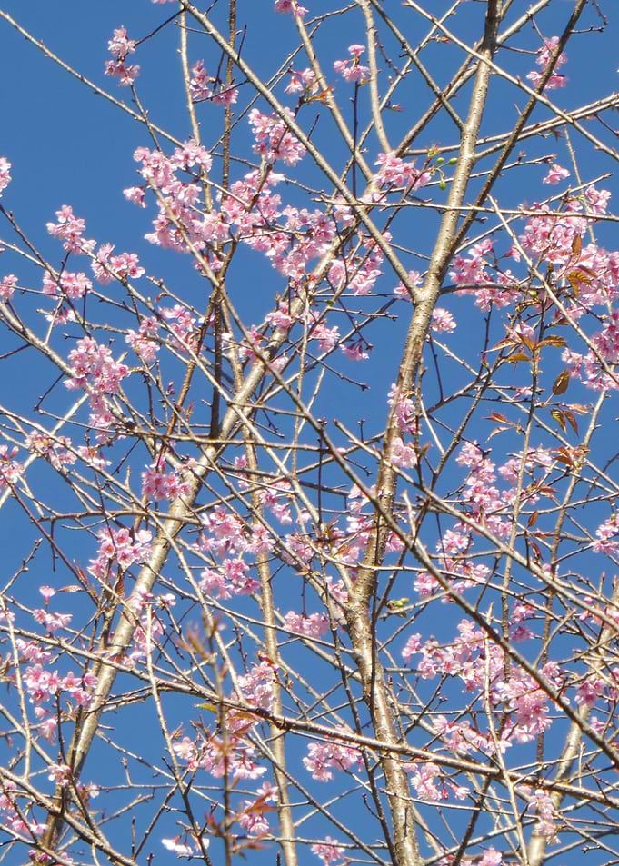 sakura flower