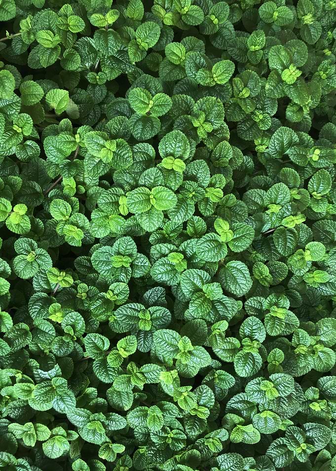Green leaves