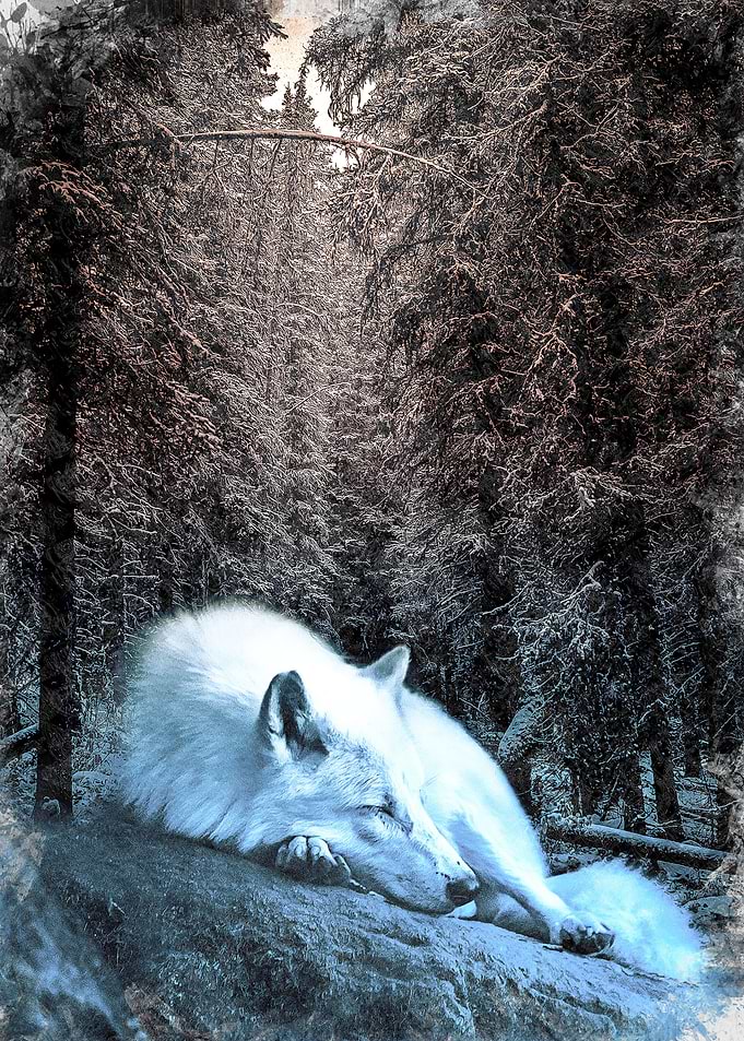 Sleeping Wolf
