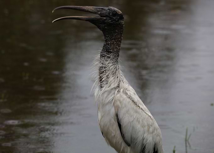 The Wood Stork