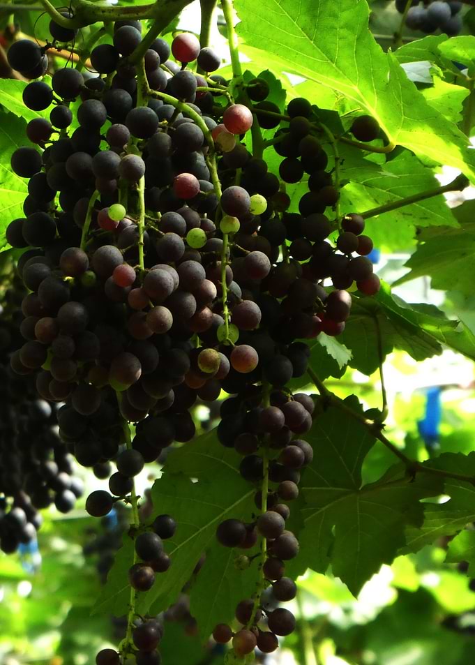 fresh grapes