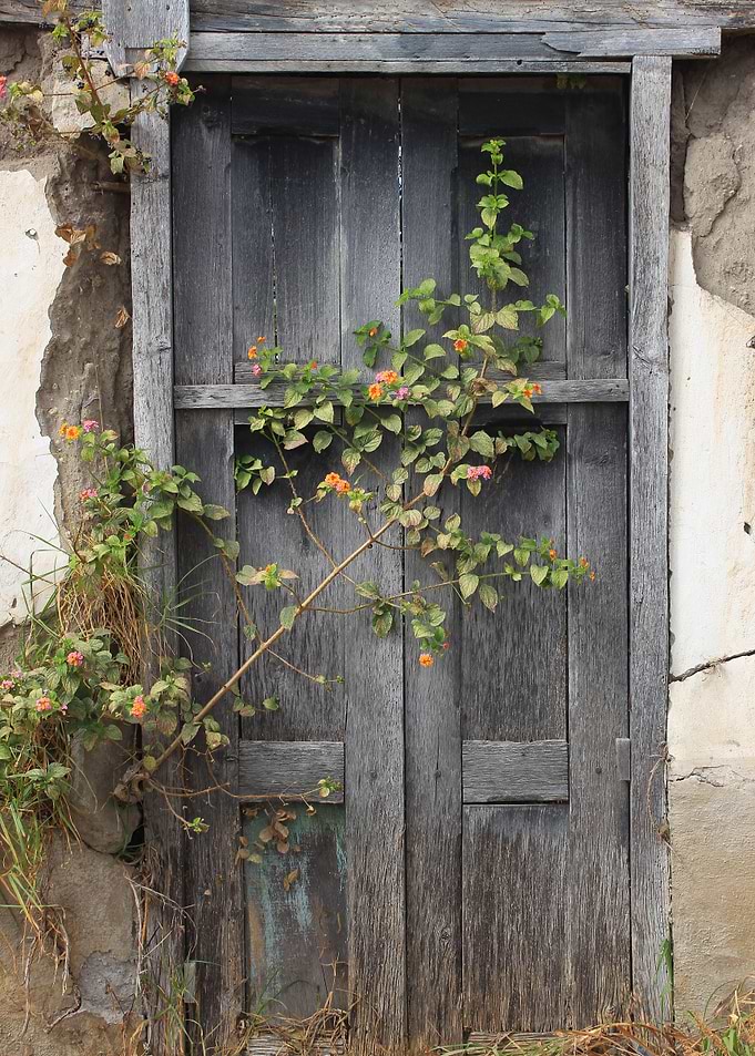 Wildflower Next to a Door