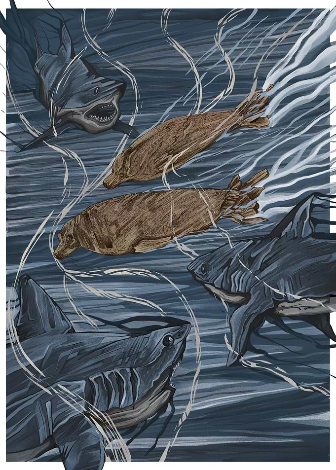 Sharks and Seals