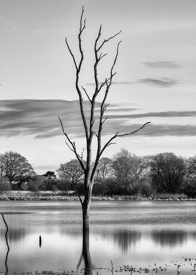 The lone tree