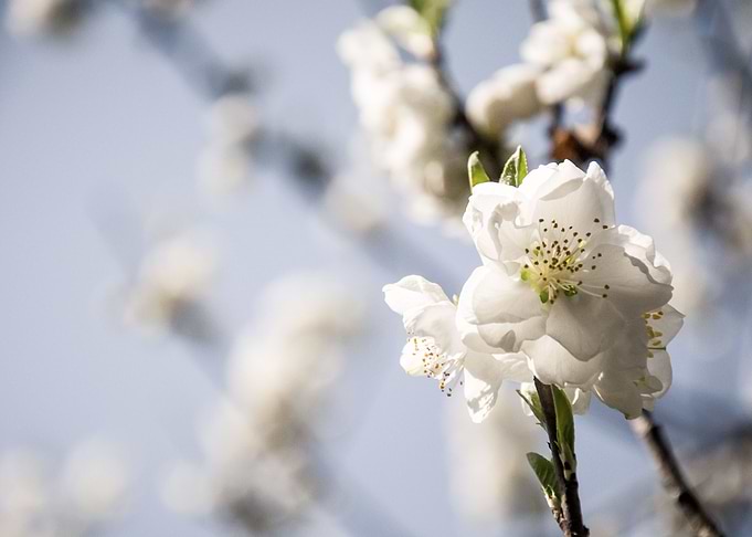 Pretty Blossom