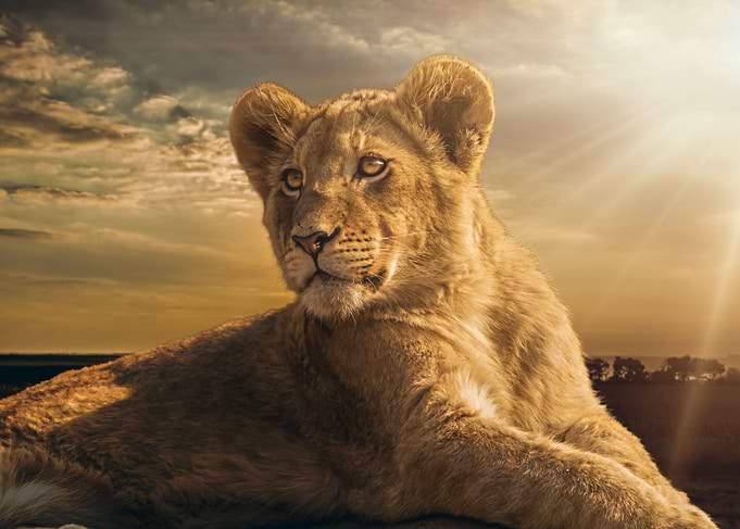 The Prince