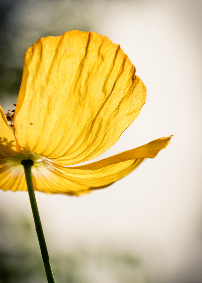 Yellow Poppy