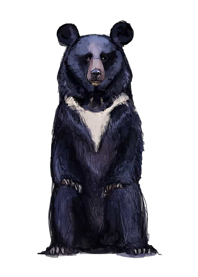 Asiatic bear