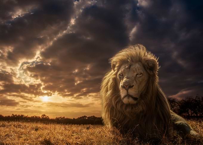The Moment of the King