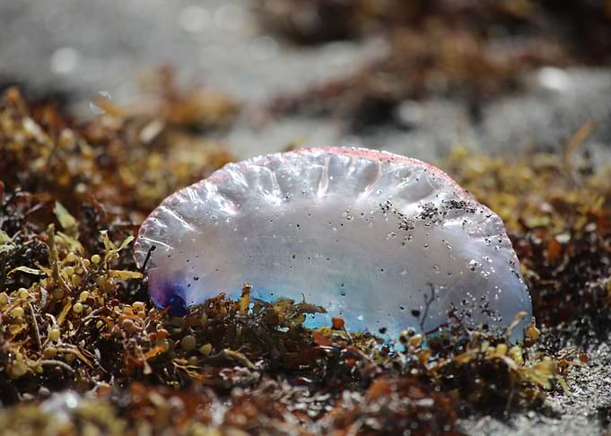 Portuguese man o war