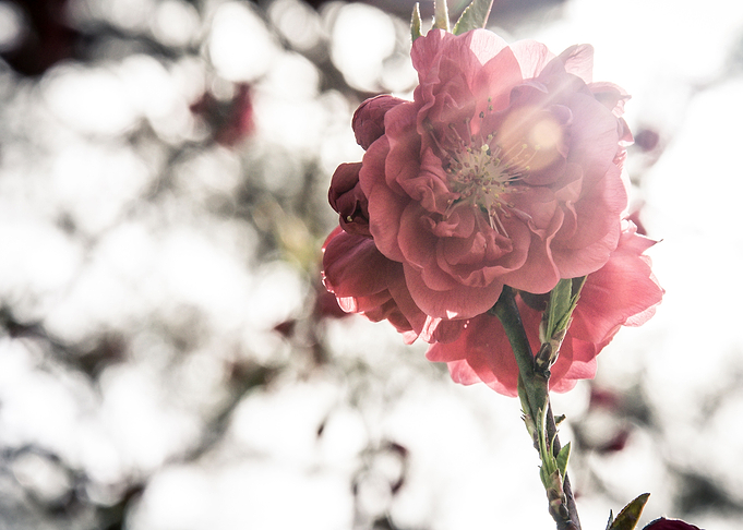 Plum Blossom