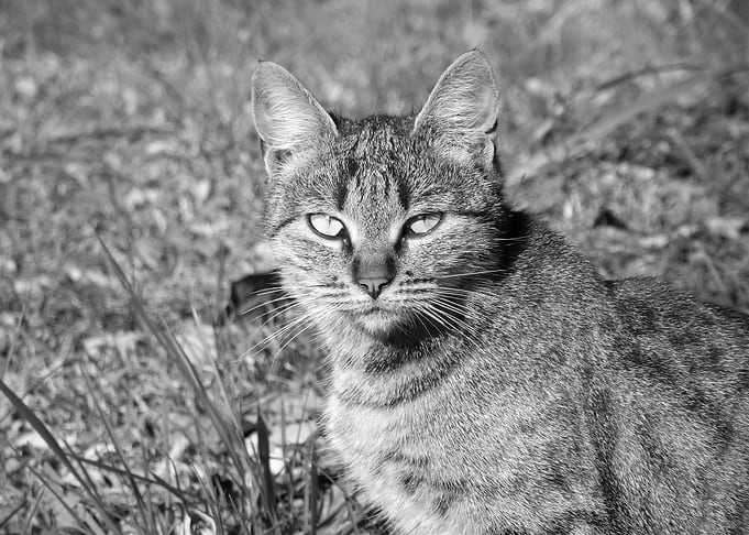 Cat eyes