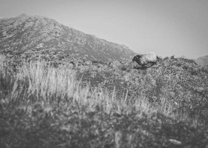 Running wild