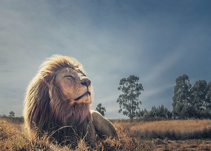 The King on Savannah
