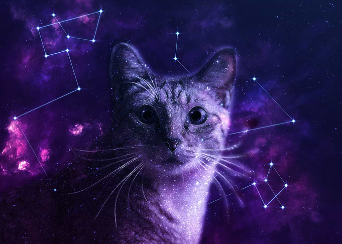 Cute Galaxy Cat