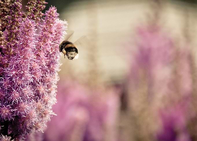 Flying Bee