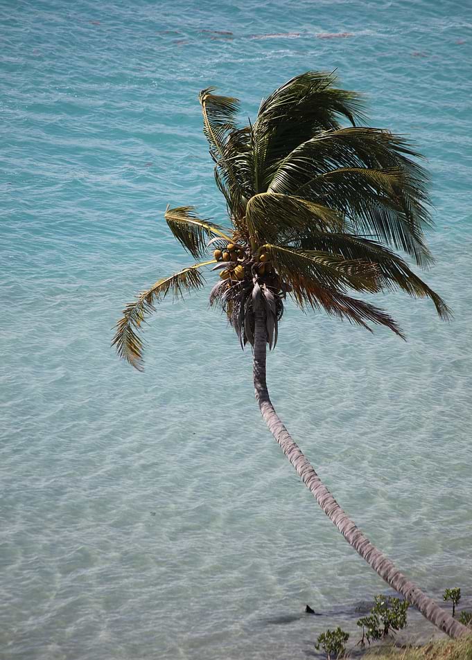 Florida Paradise