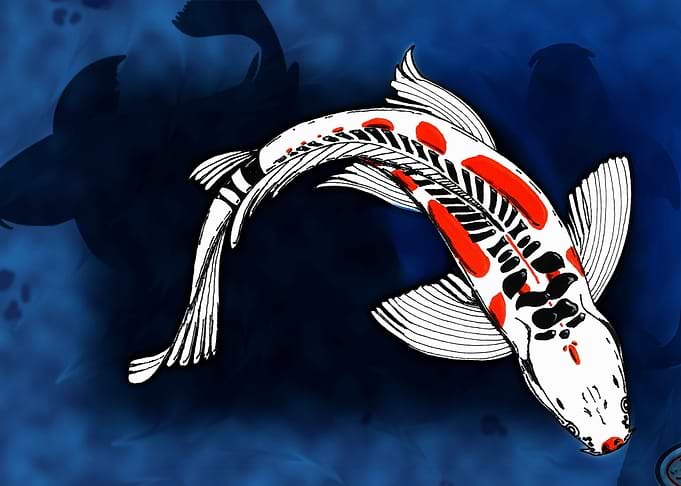 Koi