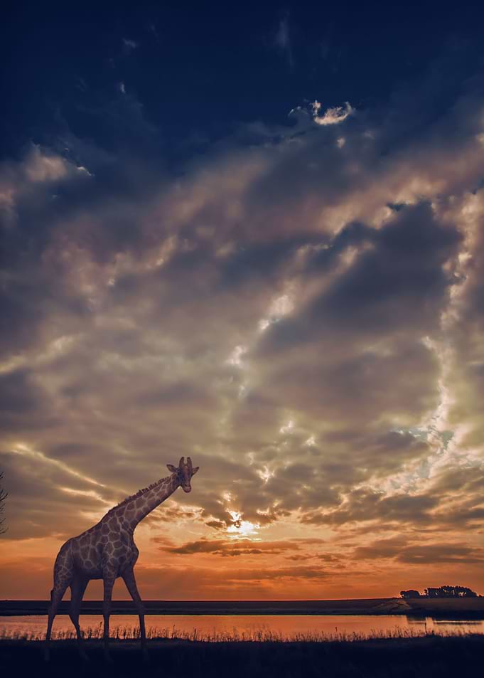 The Lady of Savannah