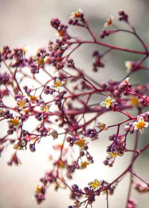 Vintage Flowers