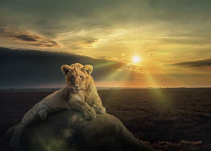 The prince of Savannah