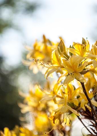 Honeysuckle