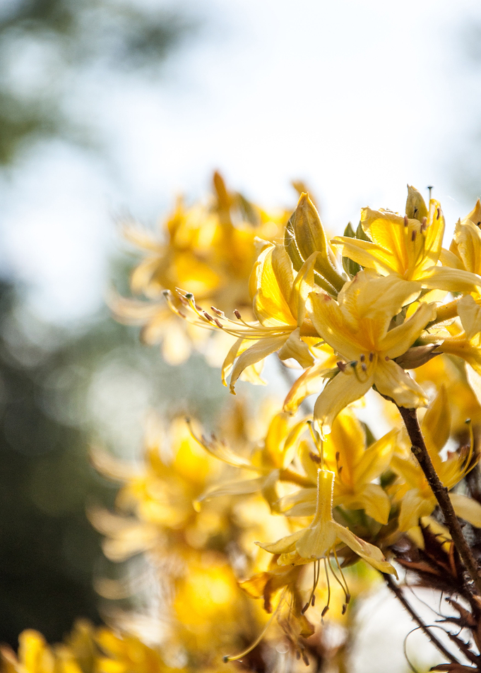 Honeysuckle