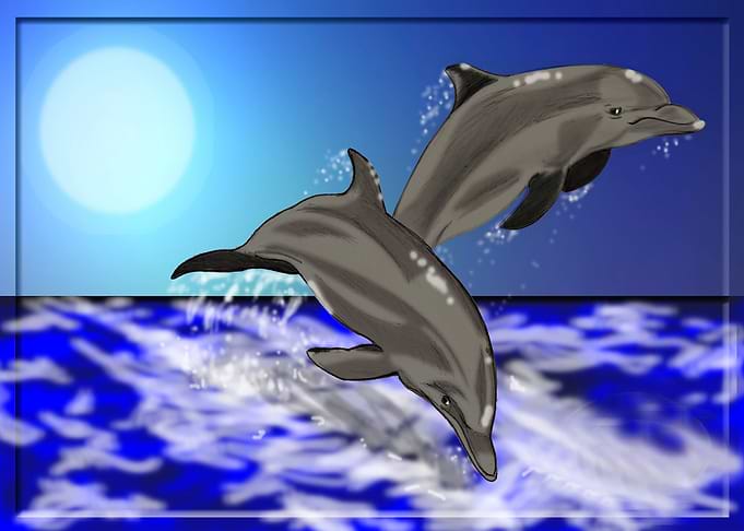 Dolphins