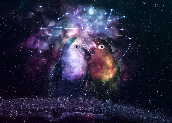 Galaxy Kissing Parrot Love